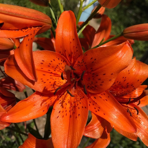 Meet your Posher, Lily - Picture 1 of 1